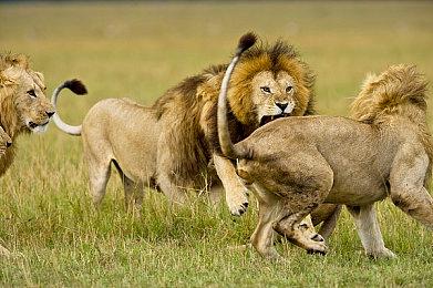 Fami通新一周销量榜 《超级马里奥兄弟：惊奇》三连冠