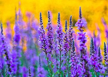 《巫师3》PS5性能模式和光追模式画面对比